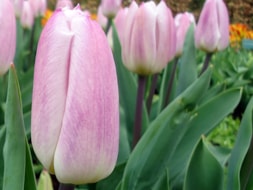 Keukenhof (32)